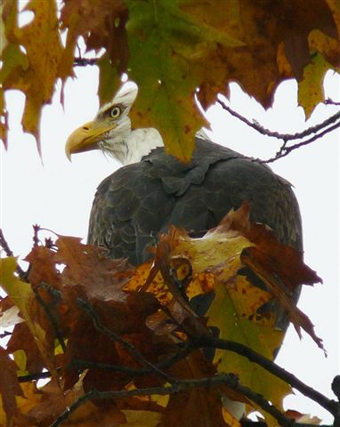 bald-eagle-in-the-trees